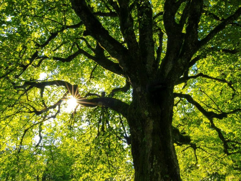 Sunlight filtering through vibrant green leaves on a large tree.