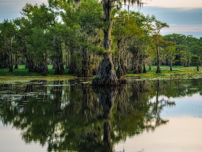 Reflective calm water surrounded by lush green trees and cypress vegetation.