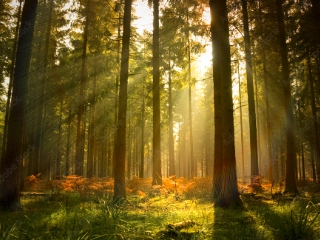 Sunlight filters through a dense forest, illuminating green foliage and ferns.