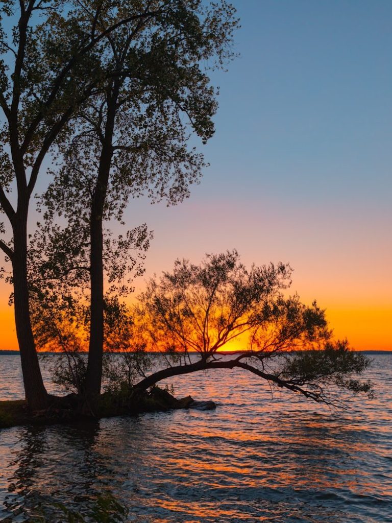 picture of trees, water and sunset